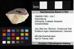 Foto (Objket + Etiketten) von Eodromites sp. 